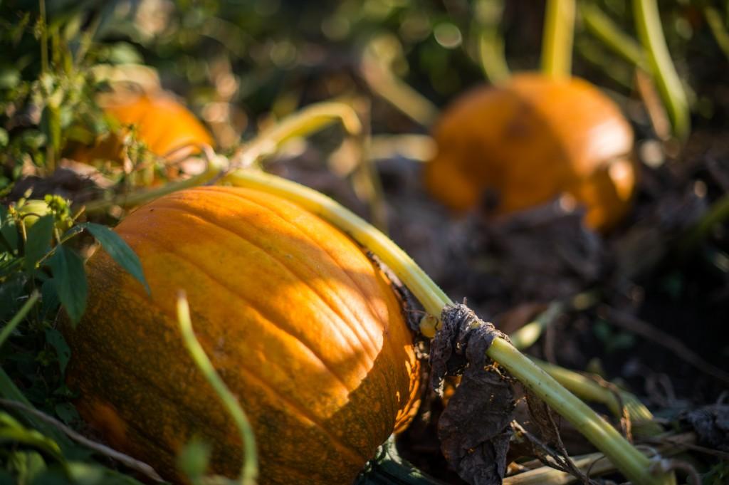 Just+one+of+the+luscious+pumpkins+available+to+pick+at+Uncle+Bill%E2%80%99s+pumpkin+patch.+Photo+by+John+Brady.+