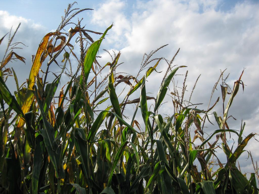 The+Aug.+10+derecho+devastated+many+Iowa+farmers+crops.