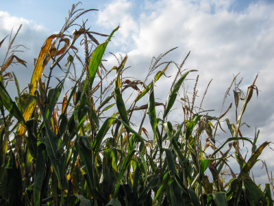 Corn prices are influenced by the global demand for biofuels which are produced from Iowa grown corn. Contributed Photo.