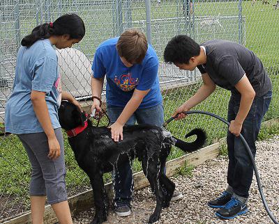 Student volunteers can work at PALS with the animals to walk and socialize them. Contributed photo. 