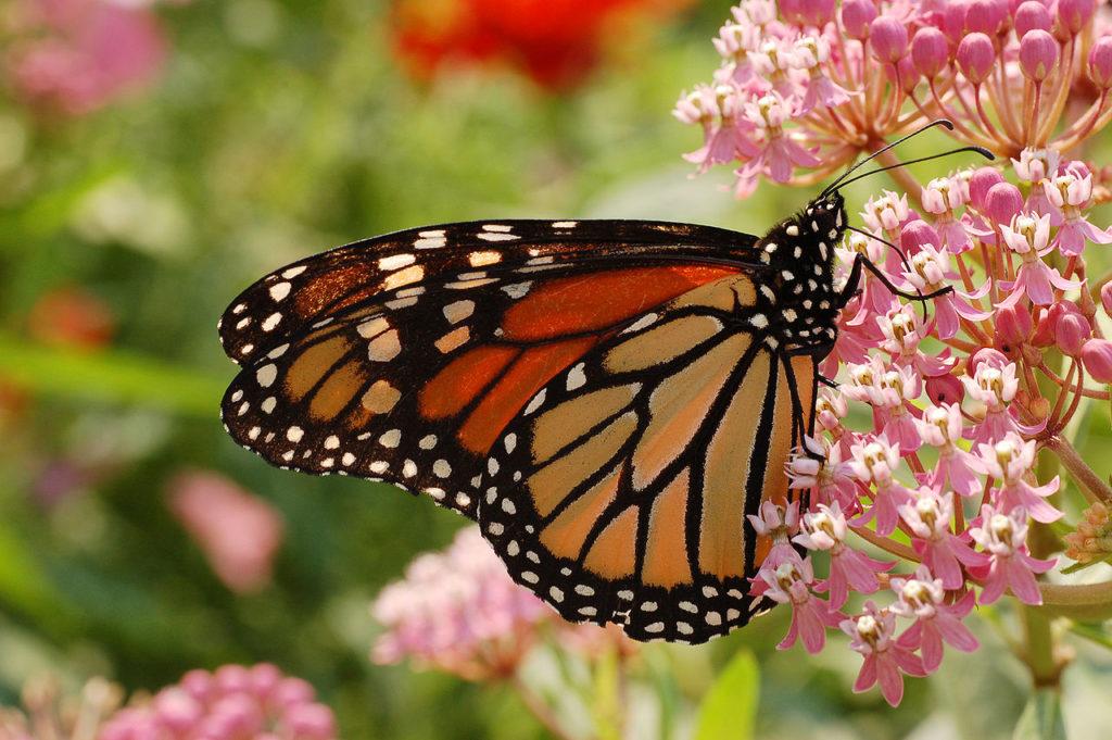 New conservation strategy continues fight for Monarchs as population dwindles