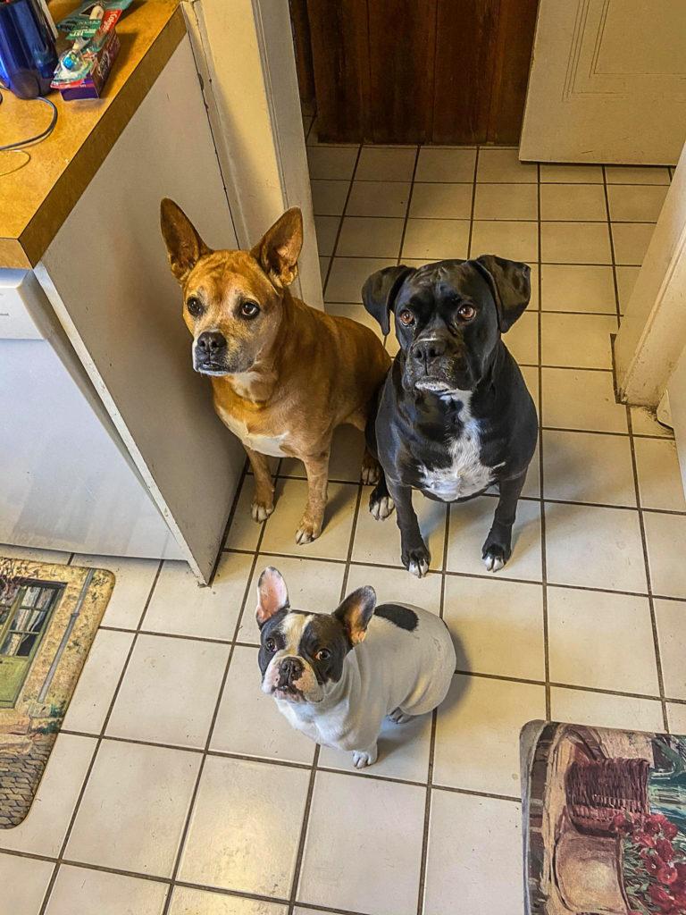 Grace Clawson 21 has her three dogs pose for a picture. Photo contributed by Grace Clawson. 