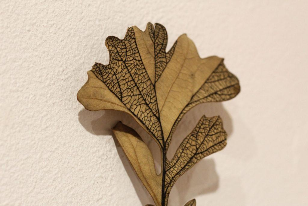A leaf on display marked with Sorensons tracing technique. Photo by Maddi Shinall.