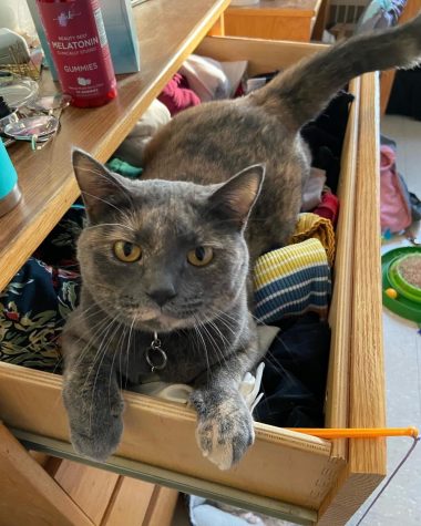 Winona, the cat, sitting in a drawer.