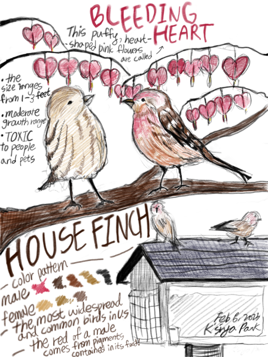 Beauty+of+Nature%3A+House+Finch