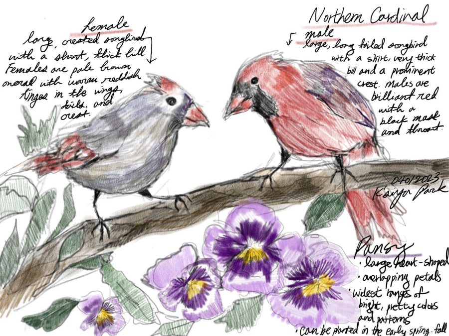 Beauty of Nature: Northern Cardinal