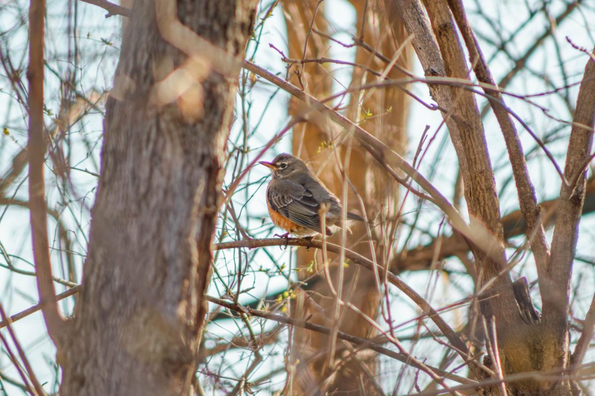 A robin on Grinnell campus on March 6.