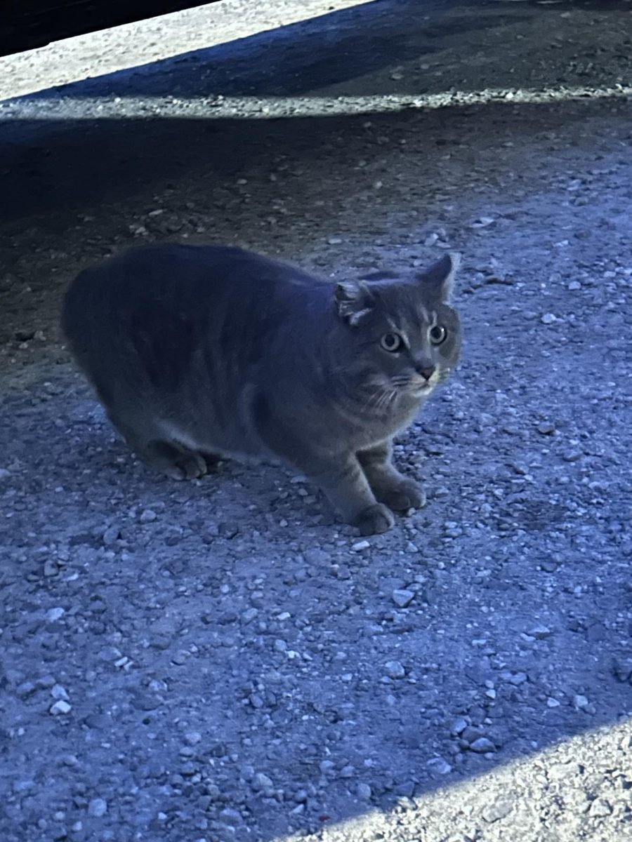 Opal outside of Dari Barn this past March, awaiting her chicken strips meal.  