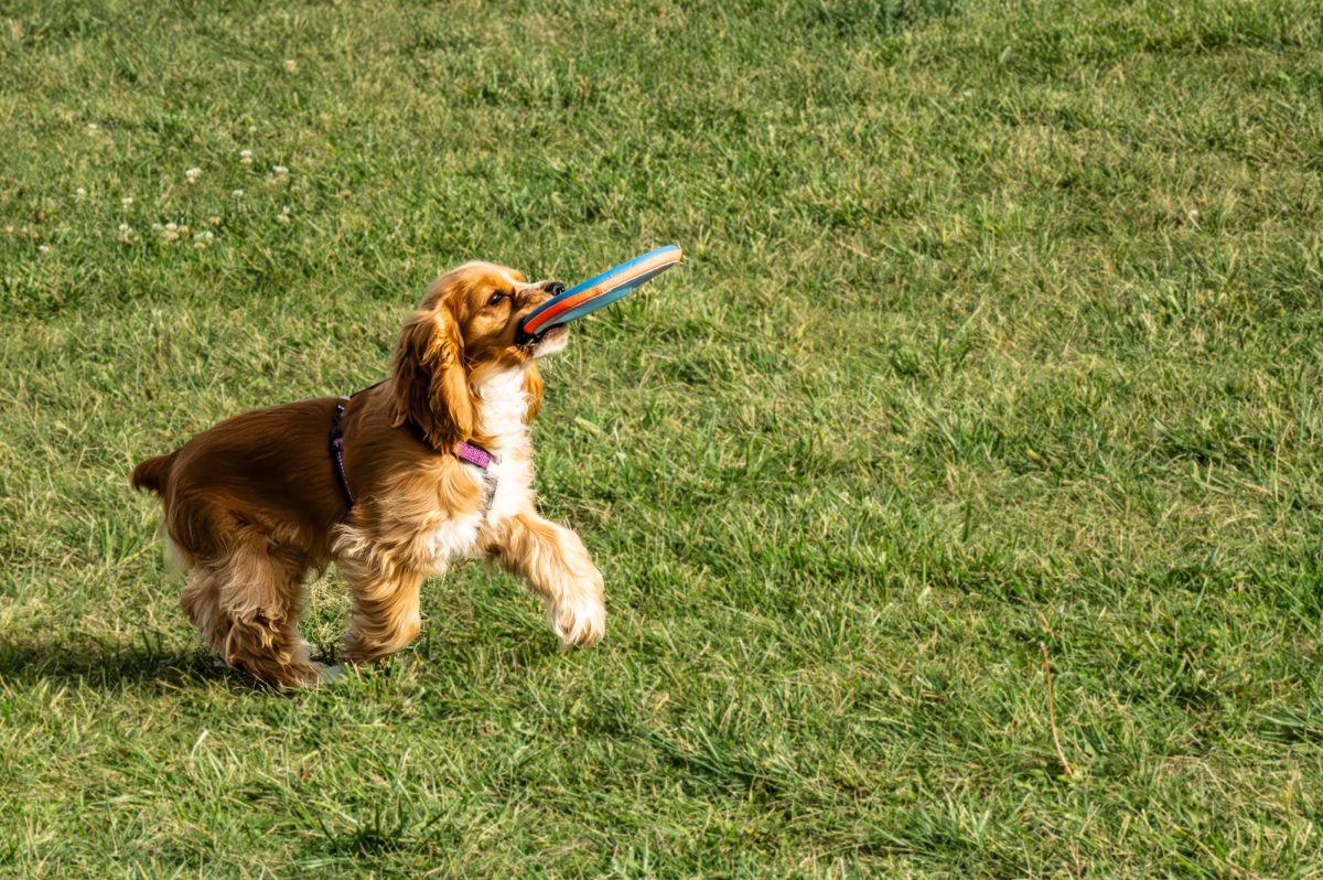 Ivy, 4-month old Cocker Spaniel fostered by Kathy Elliot plays fetch at Dolly's Dog Park in Grinnell, Iowa.