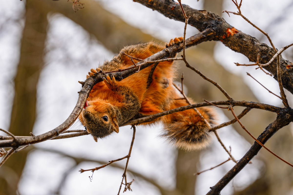 One of the many amazing squirrels that characterize this campus.